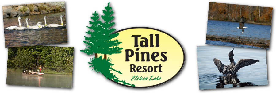 Tall Pines Resort